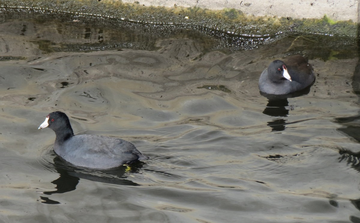 American Coot - David Antieau