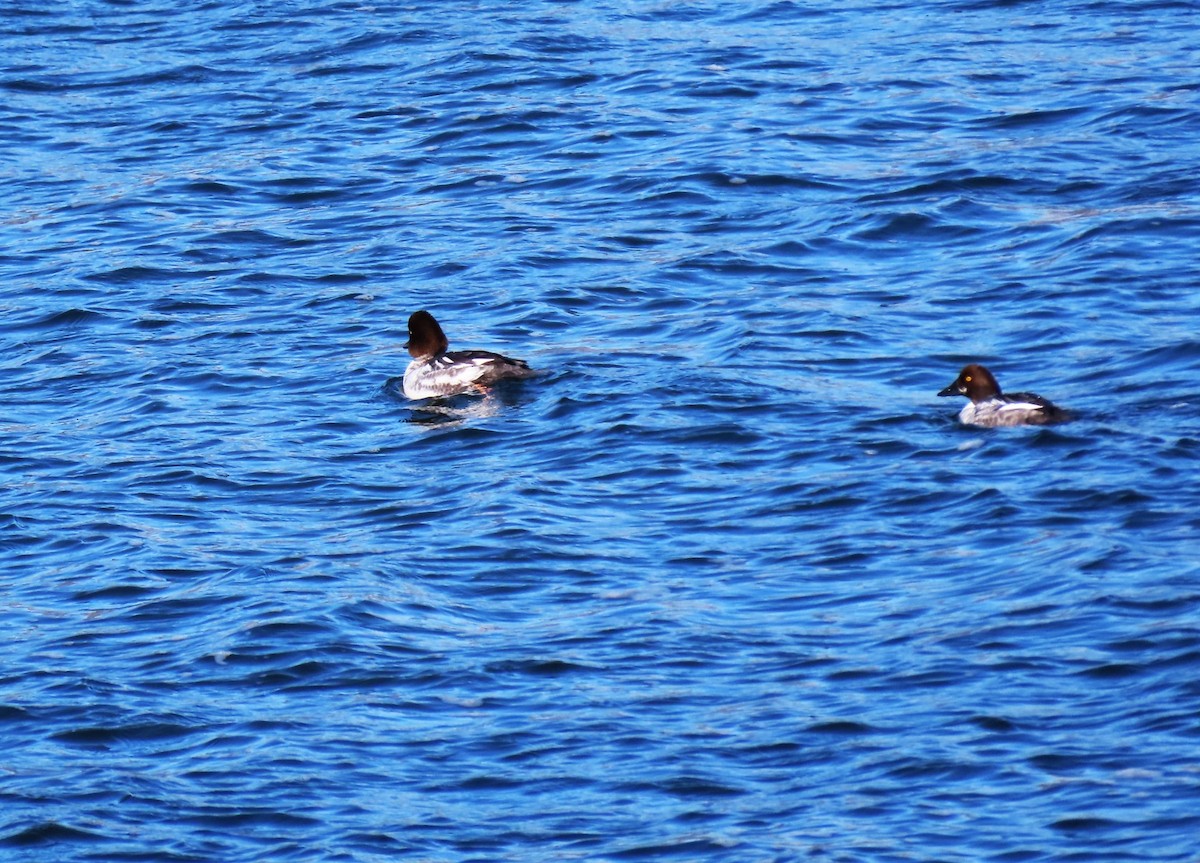 Barrow's Goldeneye - ML615388105