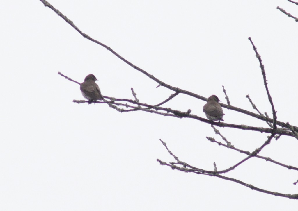 Northern Rough-winged Swallow - ML615388123