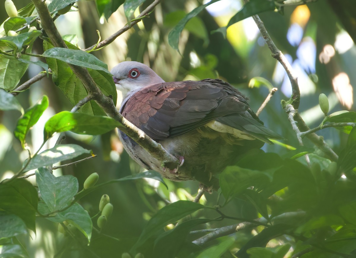 Mountain Imperial-Pigeon - ML615388196