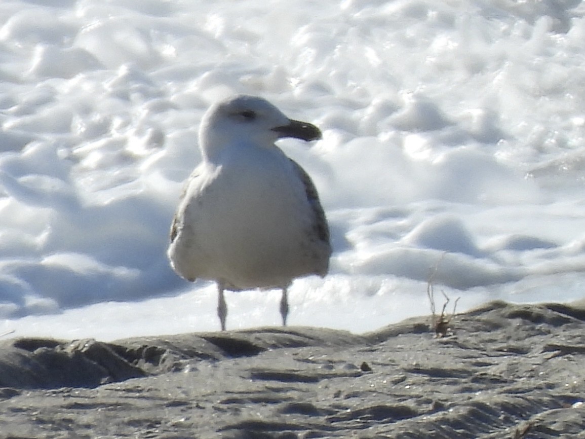 Great Black-backed Gull - ML615388246