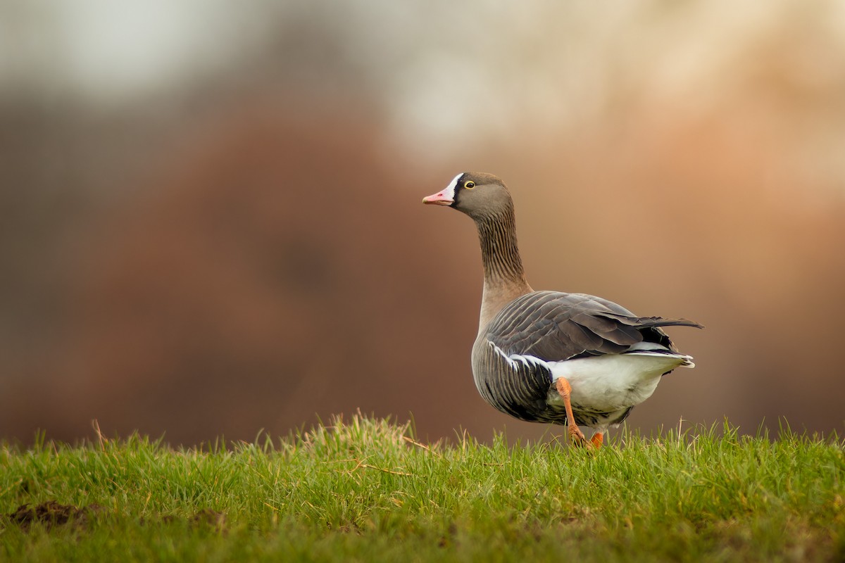 Lesser White-fronted Goose - ML615388310