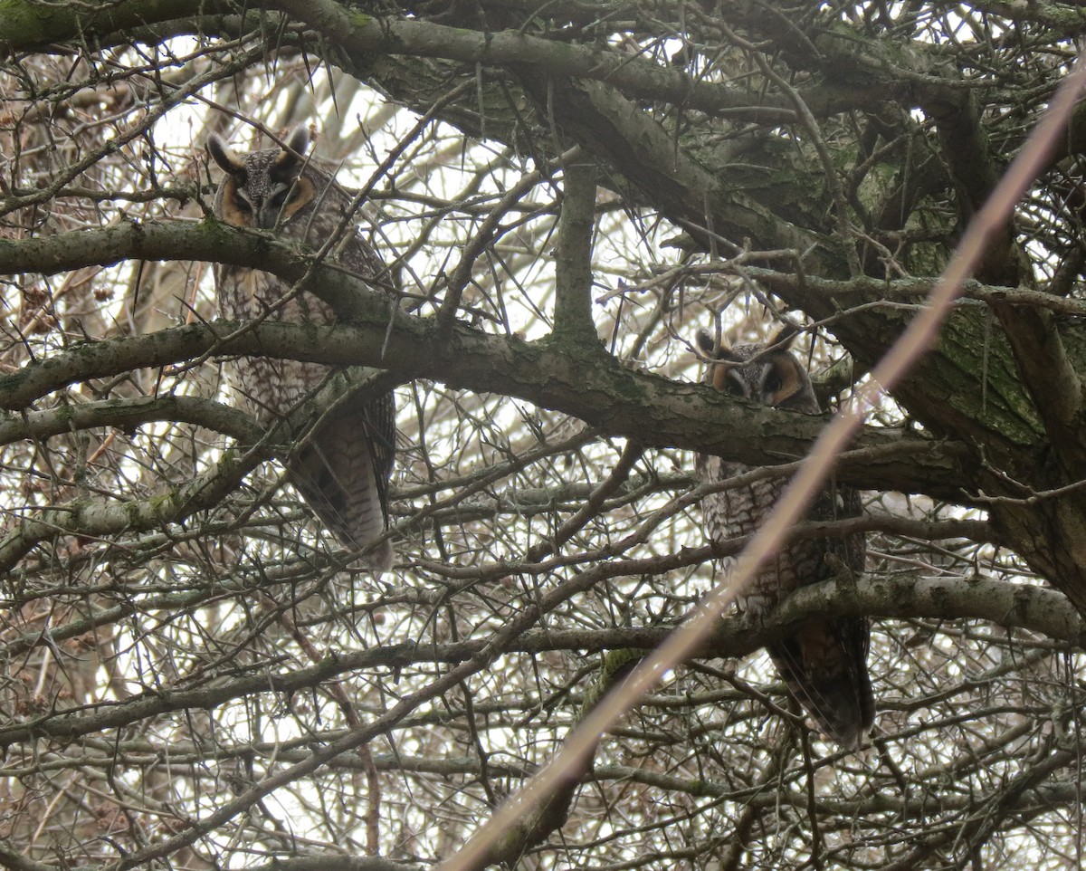 Long-eared Owl - David Antieau