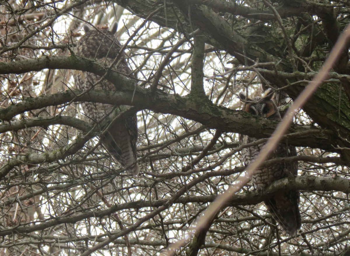 Long-eared Owl - David Antieau