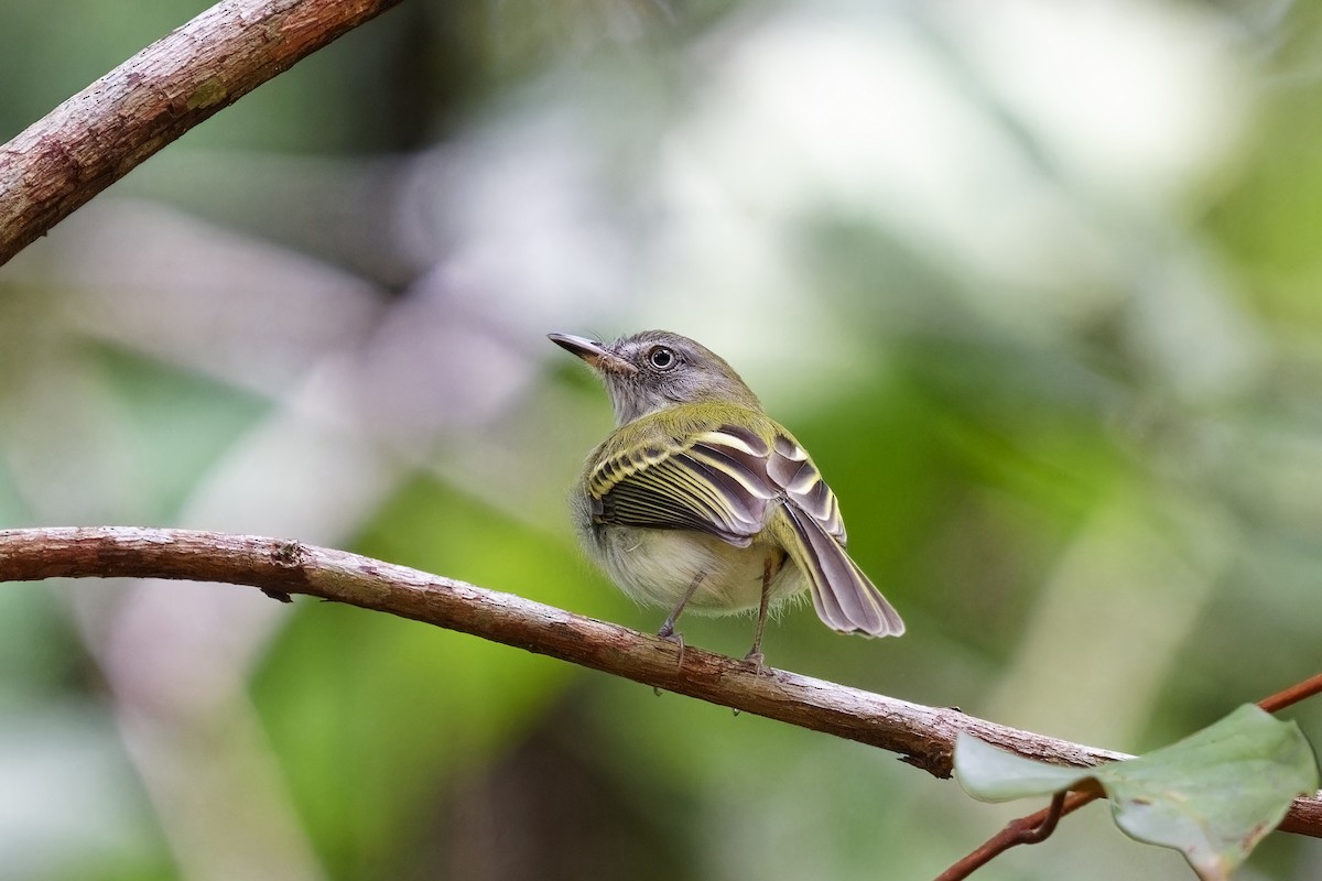 White-bellied Tody-Tyrant - Holger Teichmann