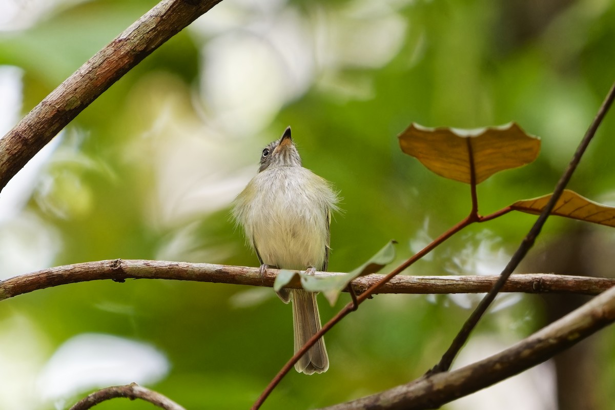 White-bellied Tody-Tyrant - Holger Teichmann