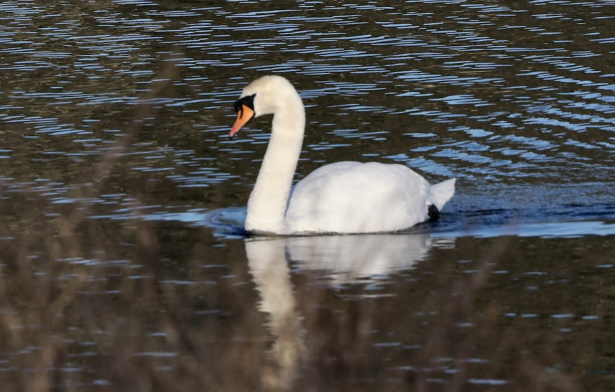 Cygne tuberculé - ML615388515