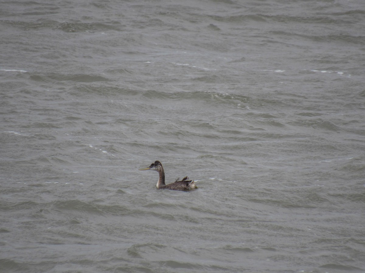 Great Grebe - ML615388576