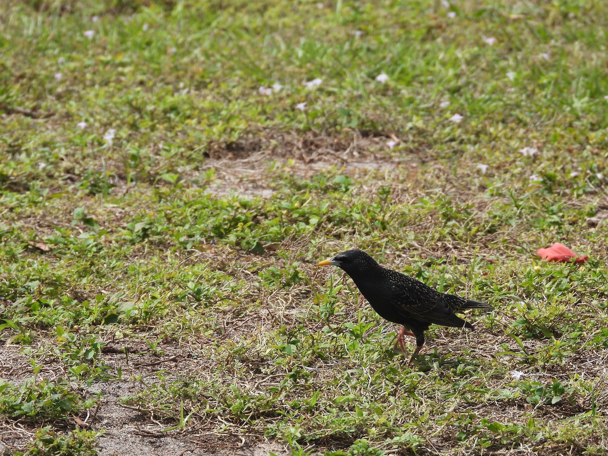 European Starling - ML615388643