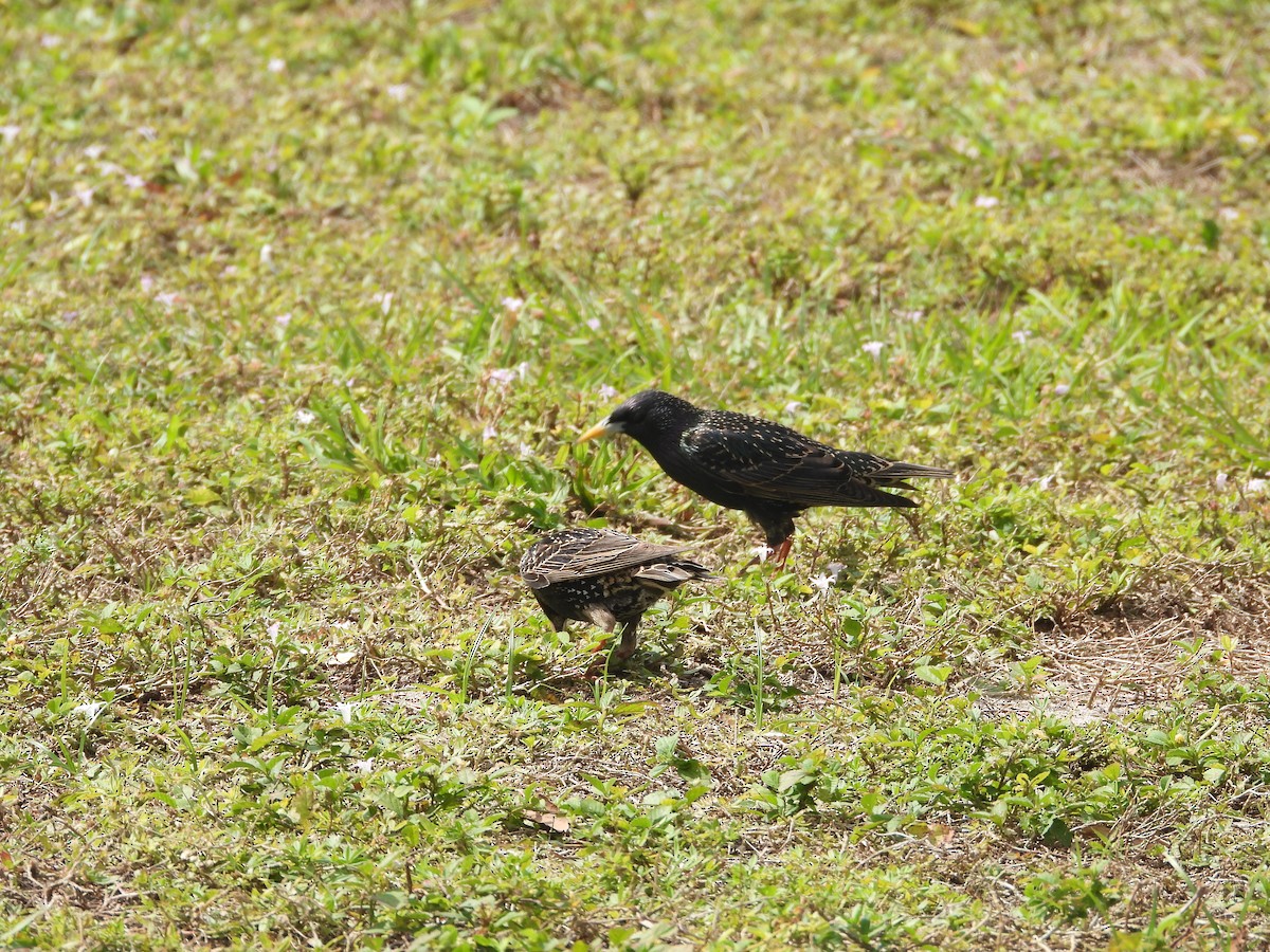 European Starling - ML615388645