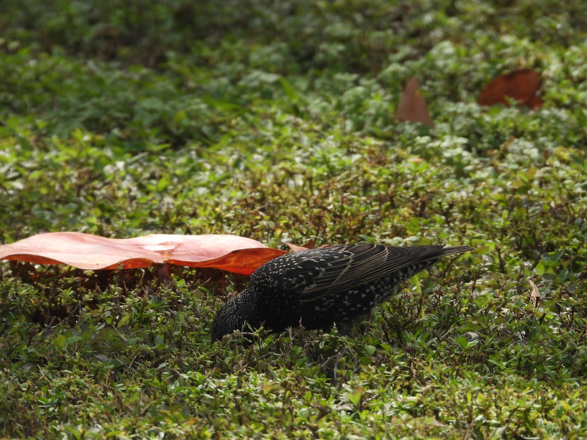 European Starling - ML615388662