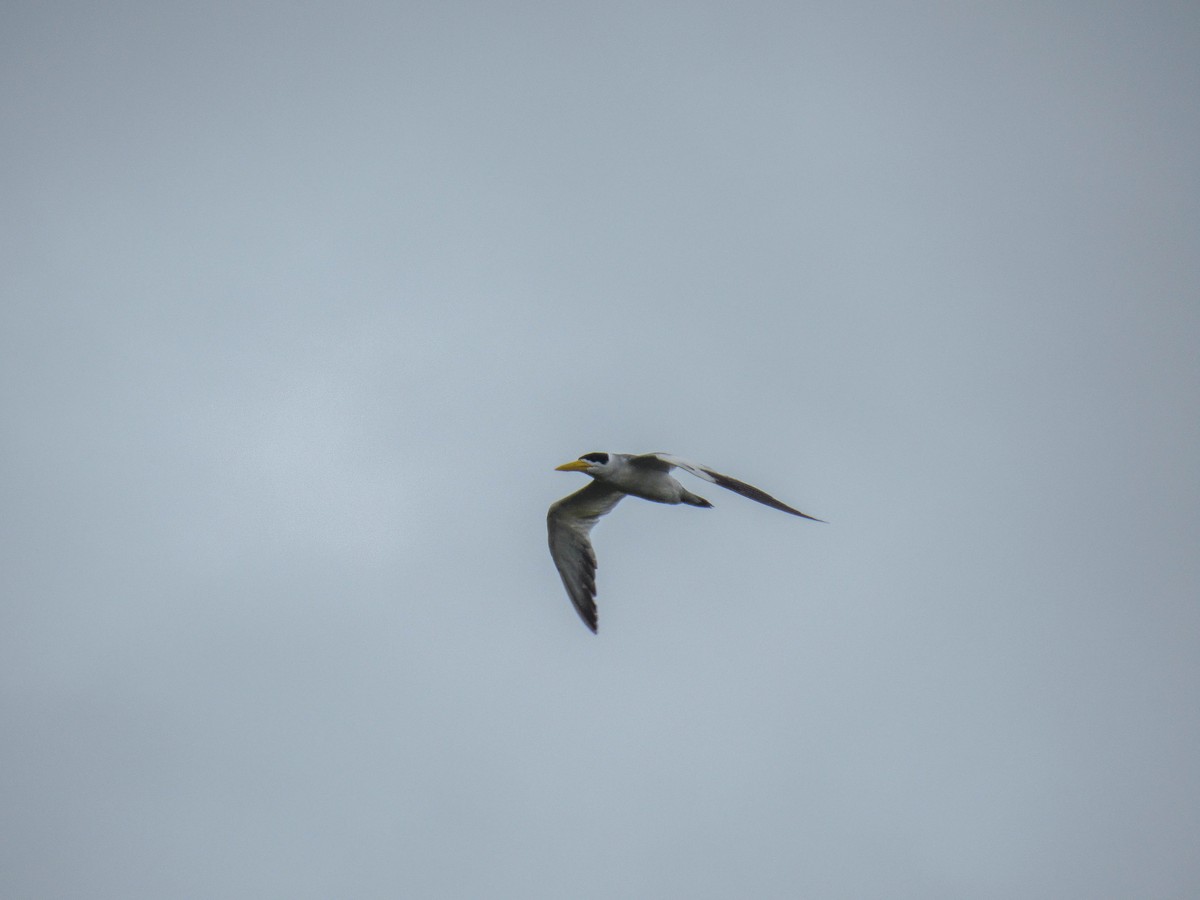 Large-billed Tern - ML615388674