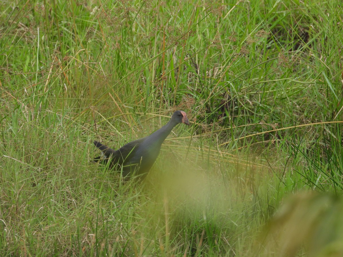 Black-backed x Gray-headed Swamphen (hybrid) - ML615388675