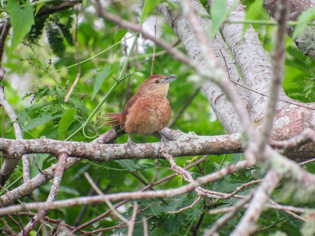 Freckle-breasted Thornbird - ML615388725