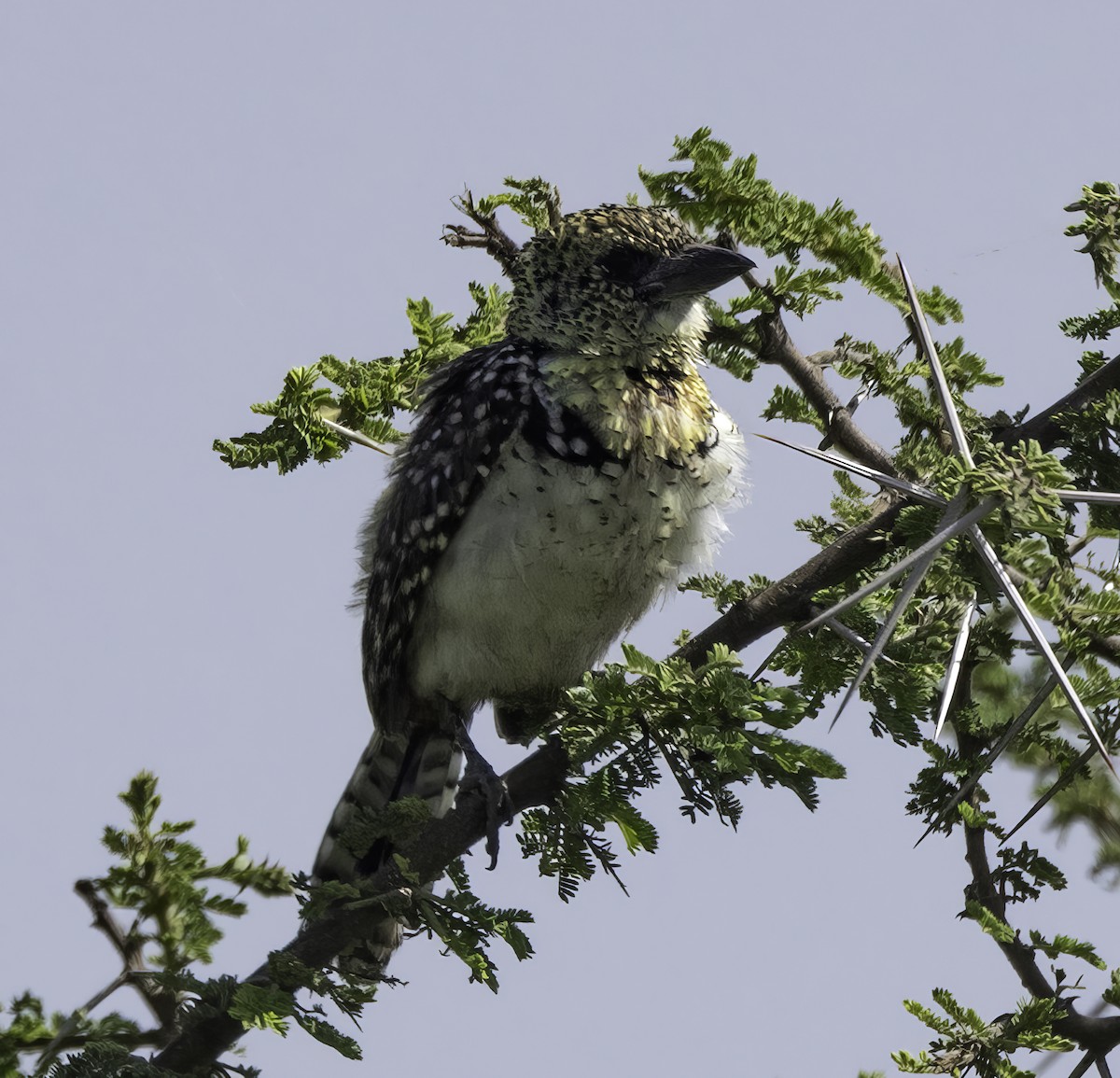 D'Arnaud's Barbet (Usambiro) - ML615388741