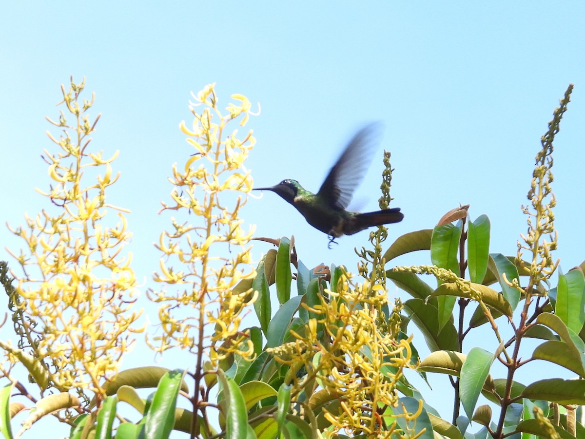 kolibřík krajkový - ML615388798