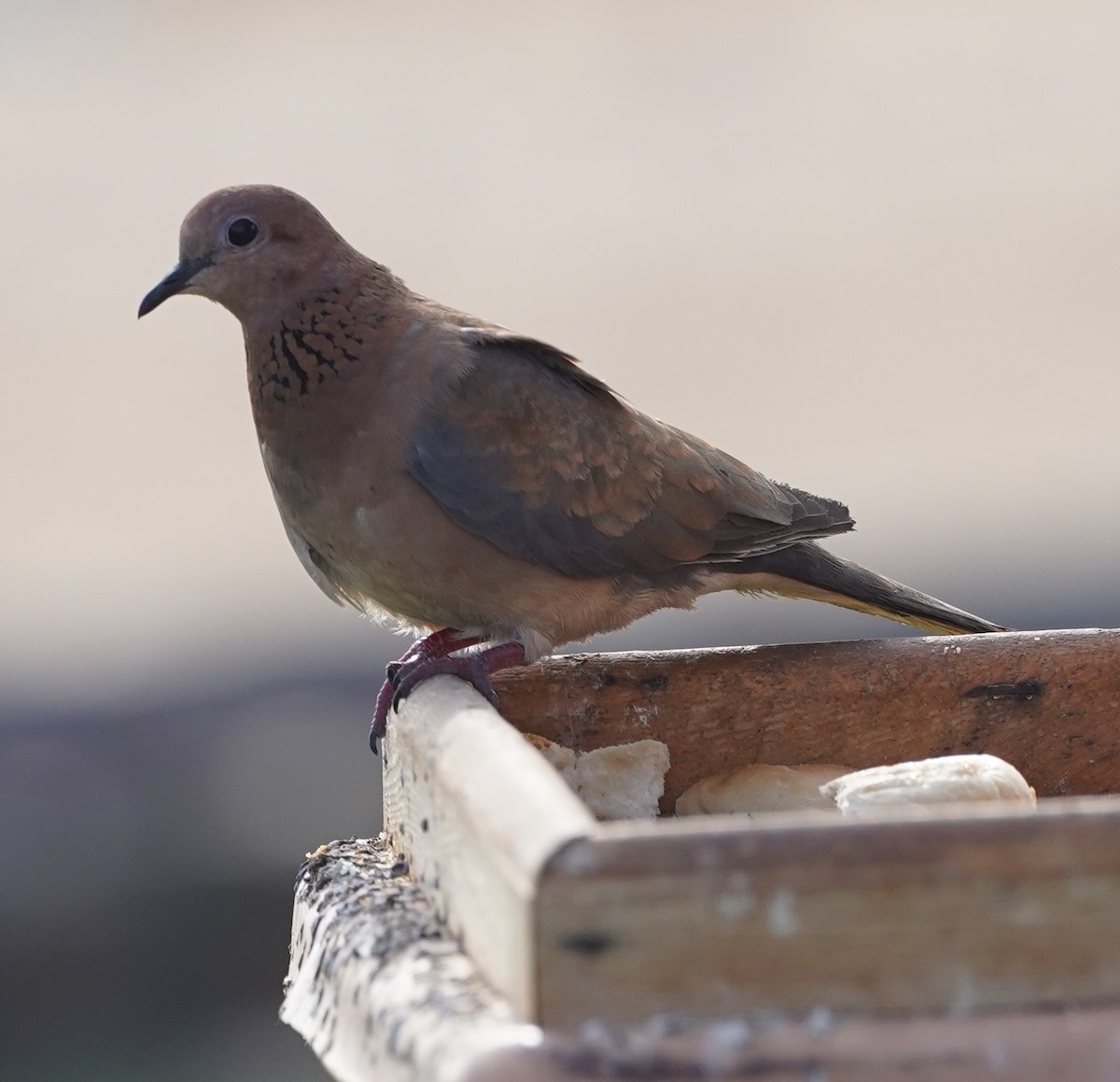 Laughing Dove - ML615388819