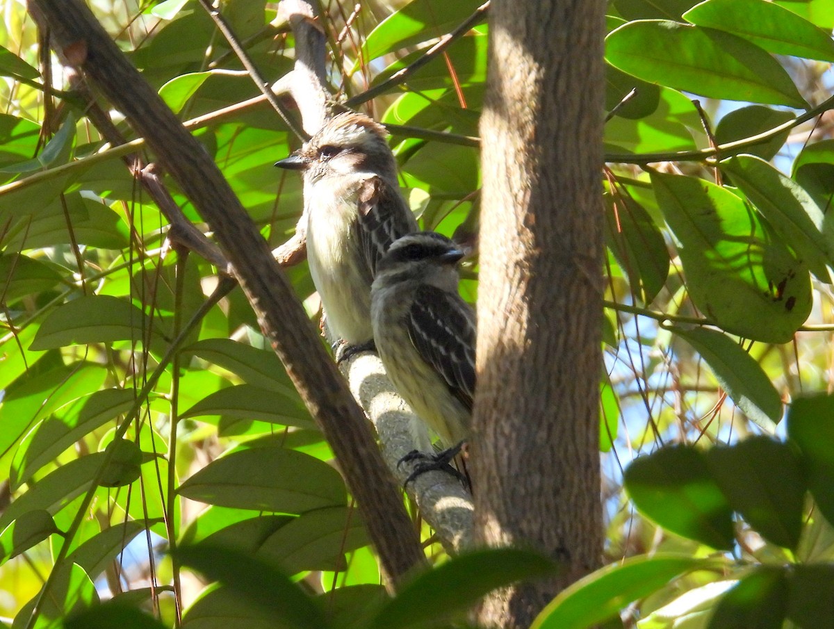 Variegated Flycatcher - bob butler