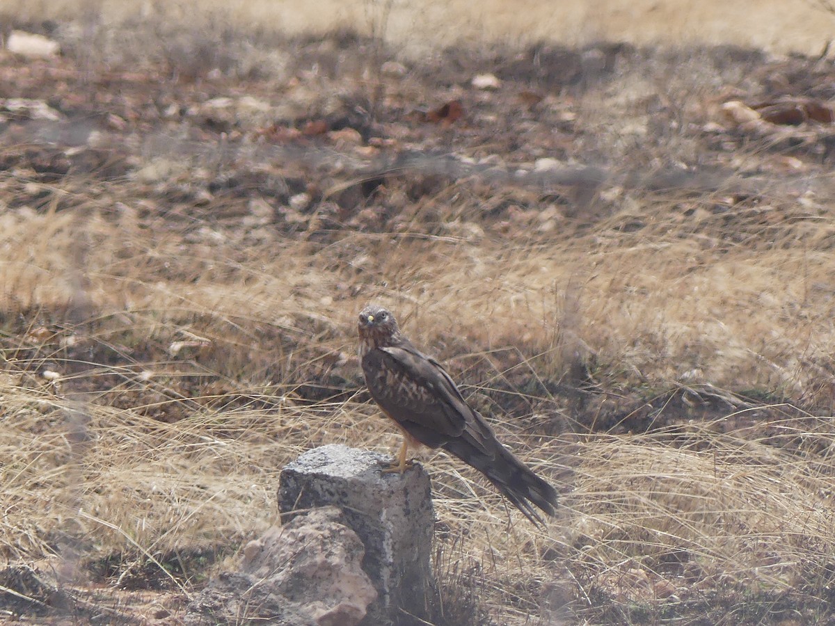 White-eyed Buzzard - ML615388950