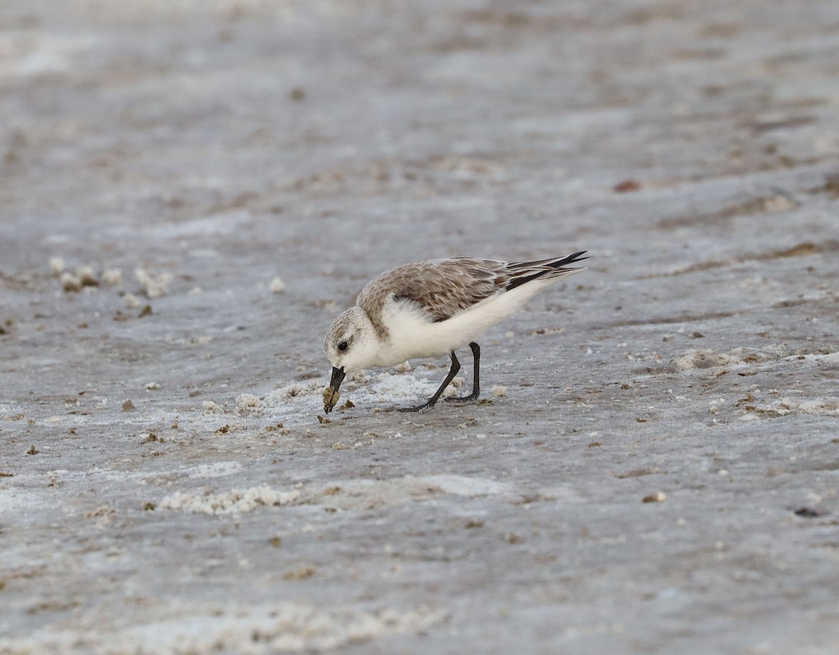 Bécasseau sanderling - ML615388966