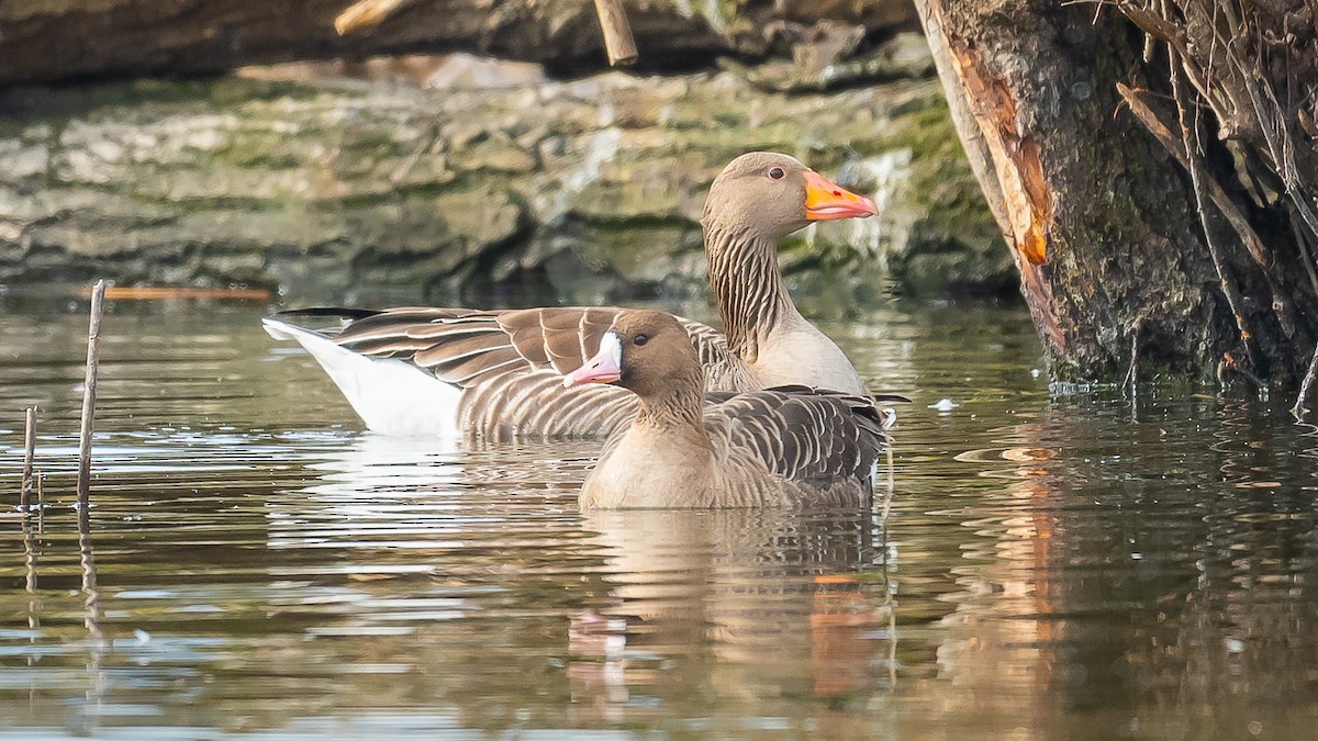 Greater White-fronted Goose - ML615388999