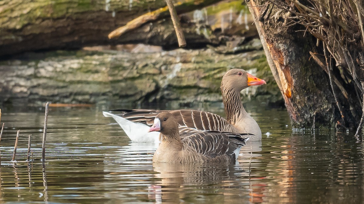 Greater White-fronted Goose - ML615389000