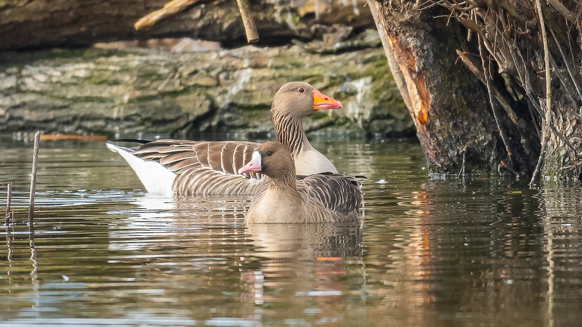 Greater White-fronted Goose - ML615389001