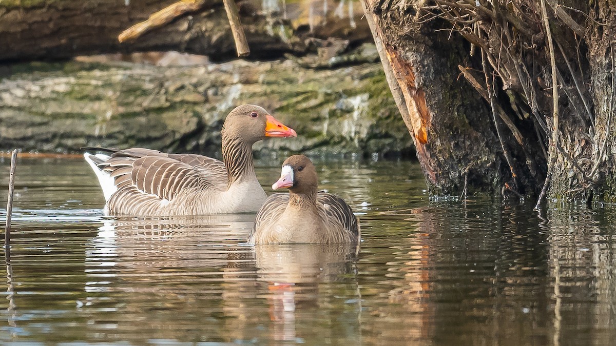 Greater White-fronted Goose - ML615389002