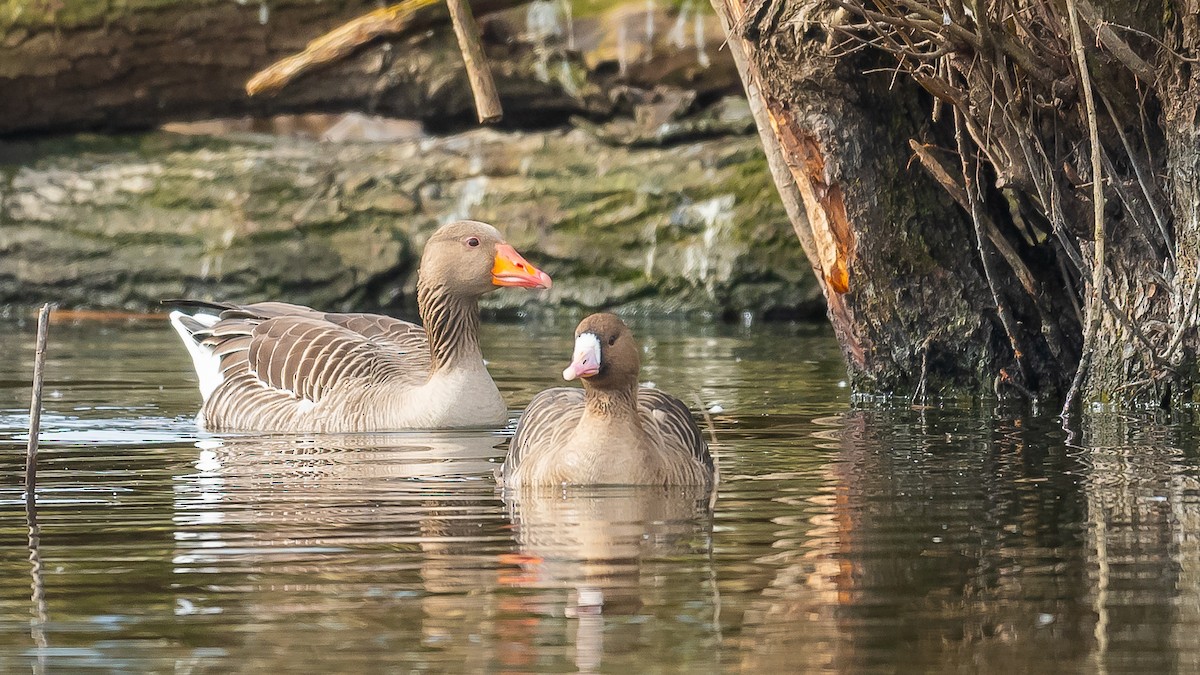Greater White-fronted Goose - ML615389003