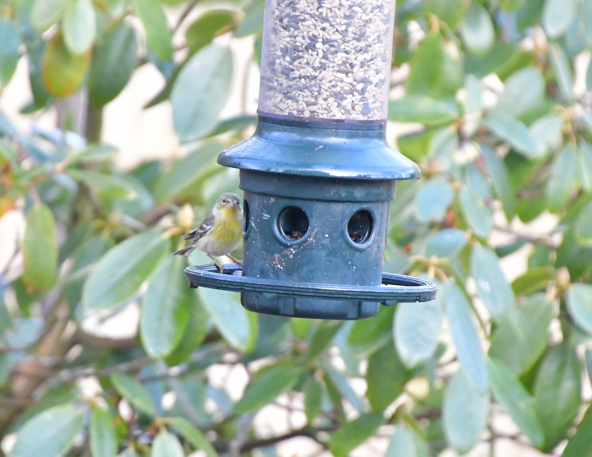 Pine Warbler - ML615389022