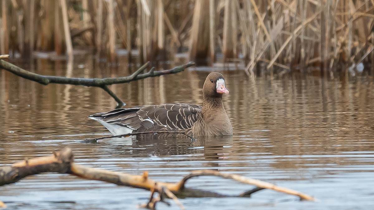 Greater White-fronted Goose - ML615389024