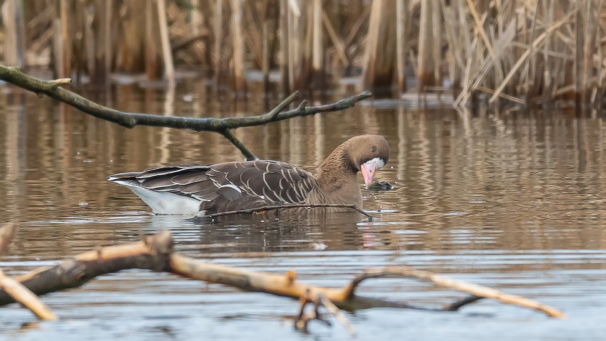 Greater White-fronted Goose - ML615389025