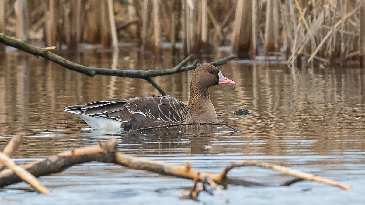 Greater White-fronted Goose - ML615389026