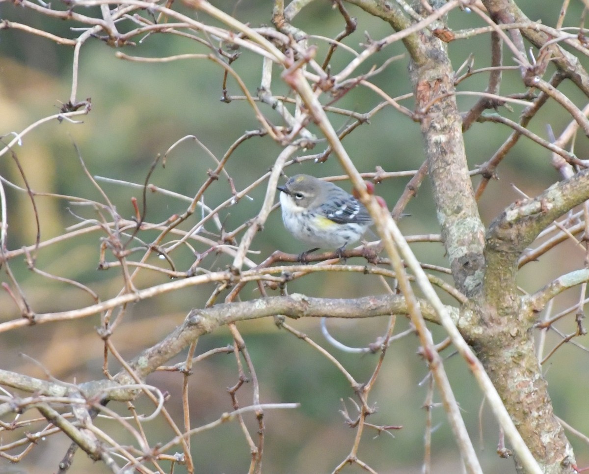 Yellow-rumped Warbler - ML615389033