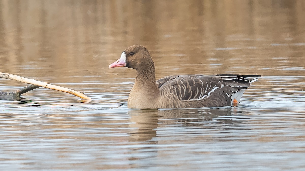 Greater White-fronted Goose - ML615389036