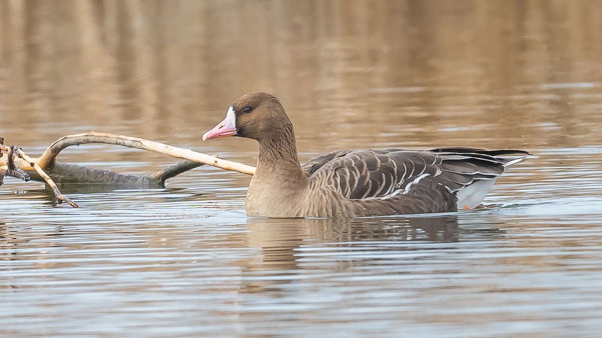 Greater White-fronted Goose - ML615389037