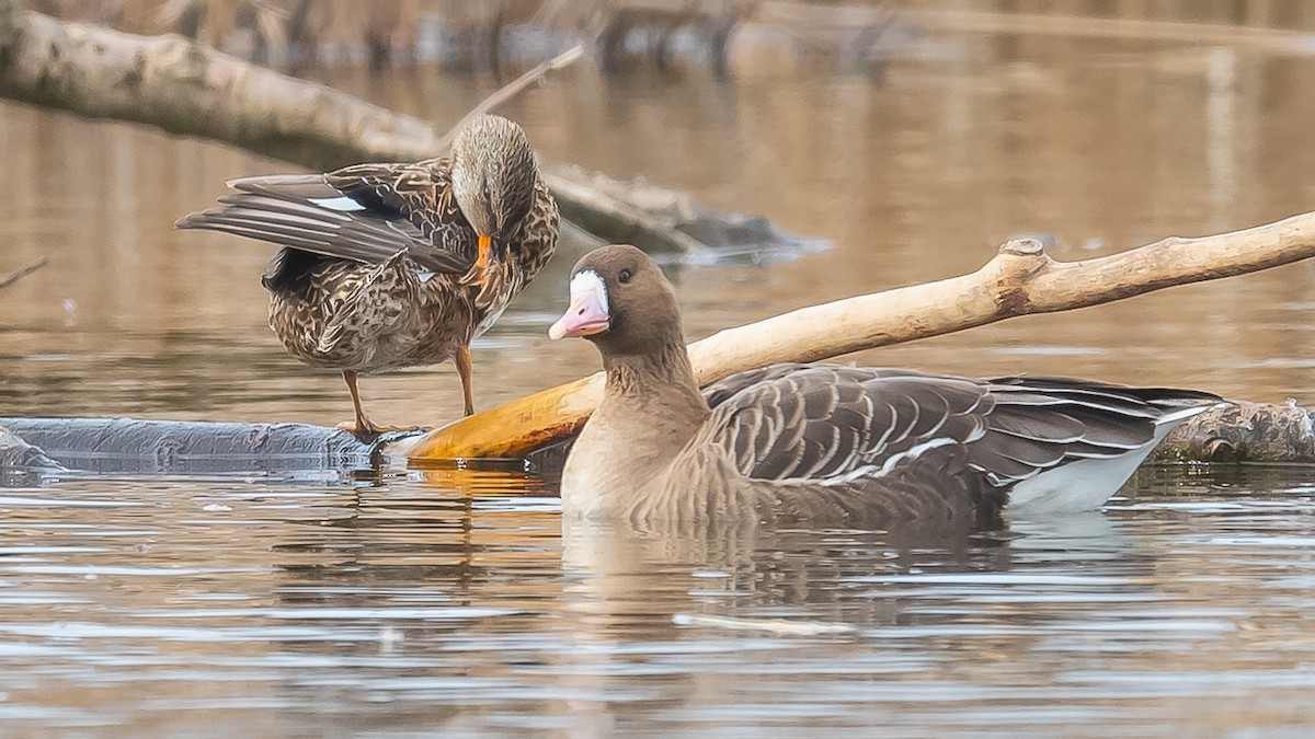 Greater White-fronted Goose - ML615389038