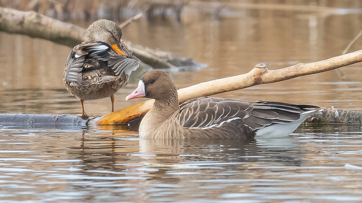 Greater White-fronted Goose - ML615389039