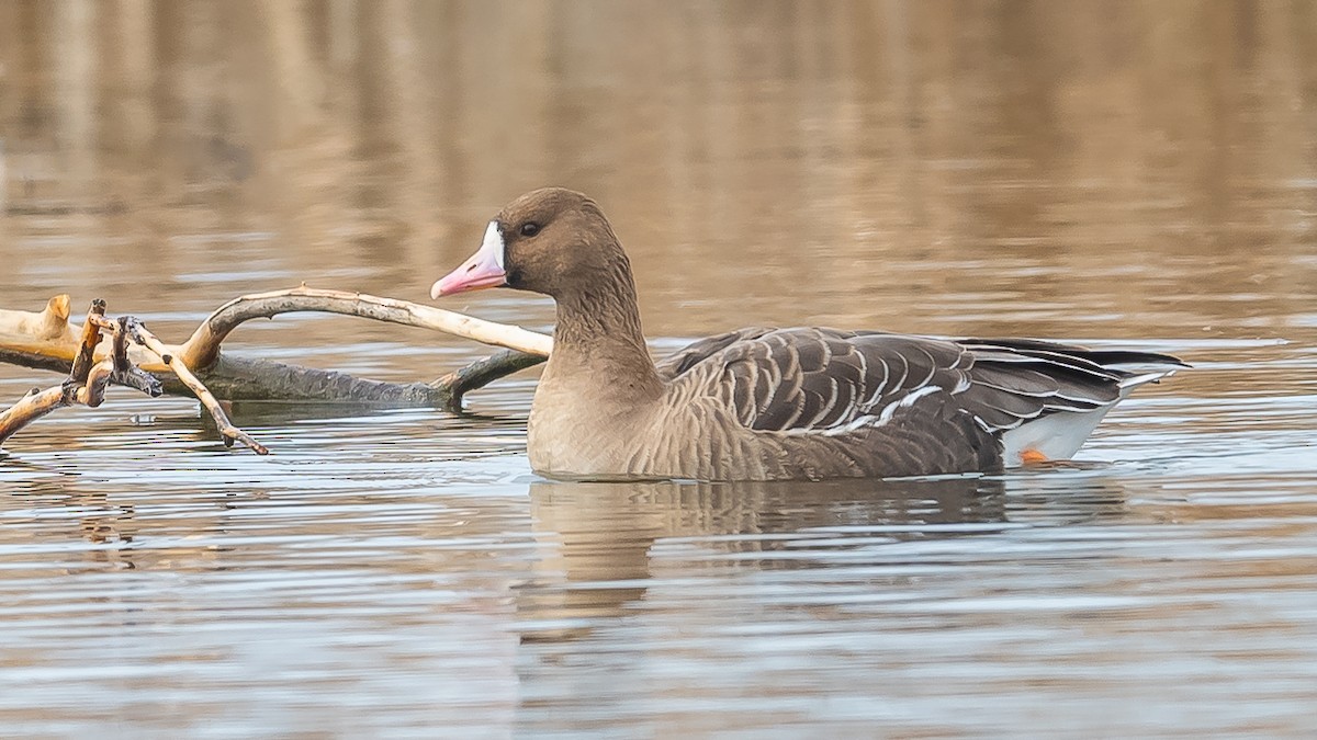 Greater White-fronted Goose - ML615389040