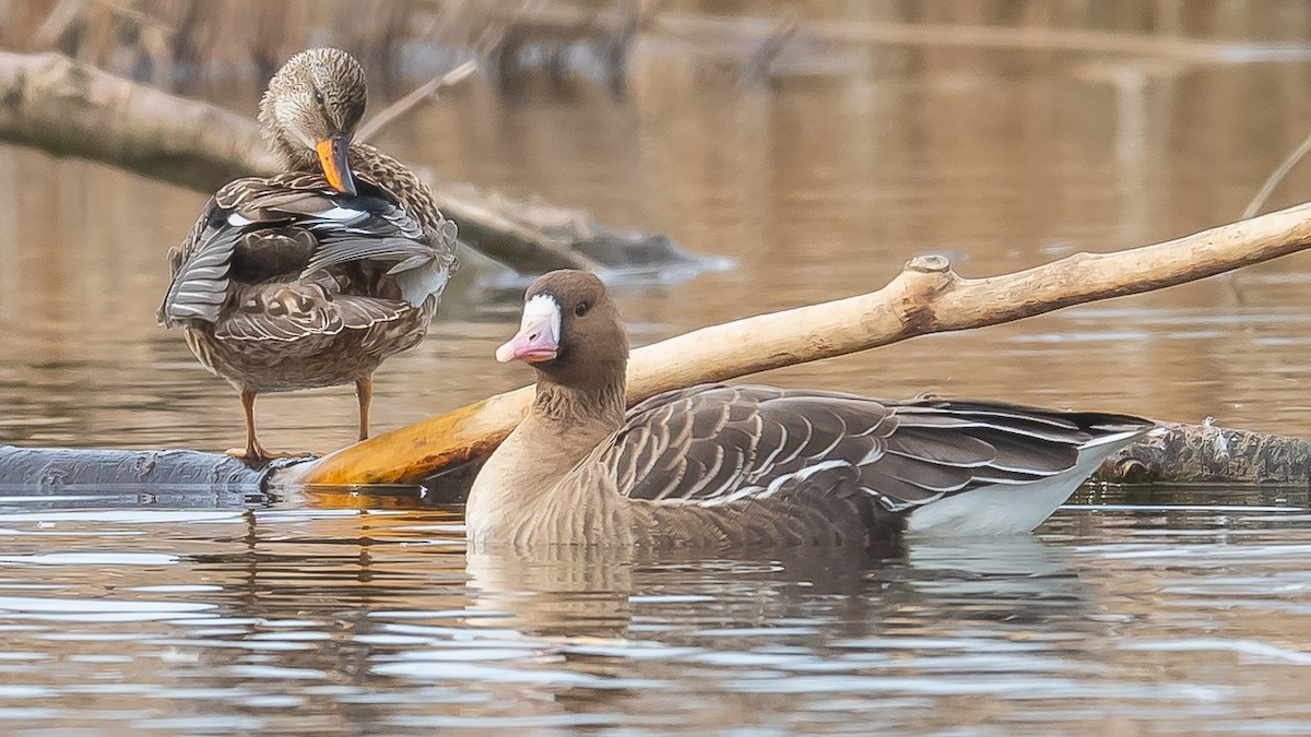 Greater White-fronted Goose - ML615389041