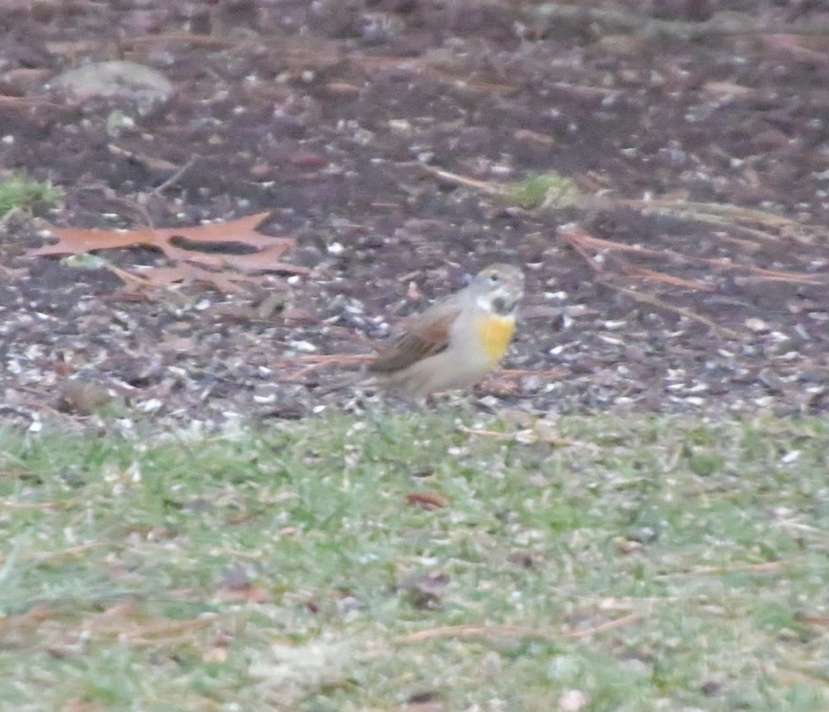 Dickcissel - ML615389055