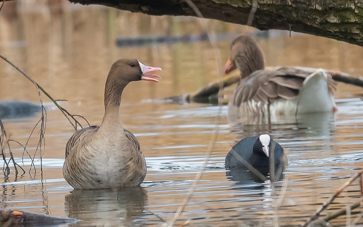 Greater White-fronted Goose - ML615389057