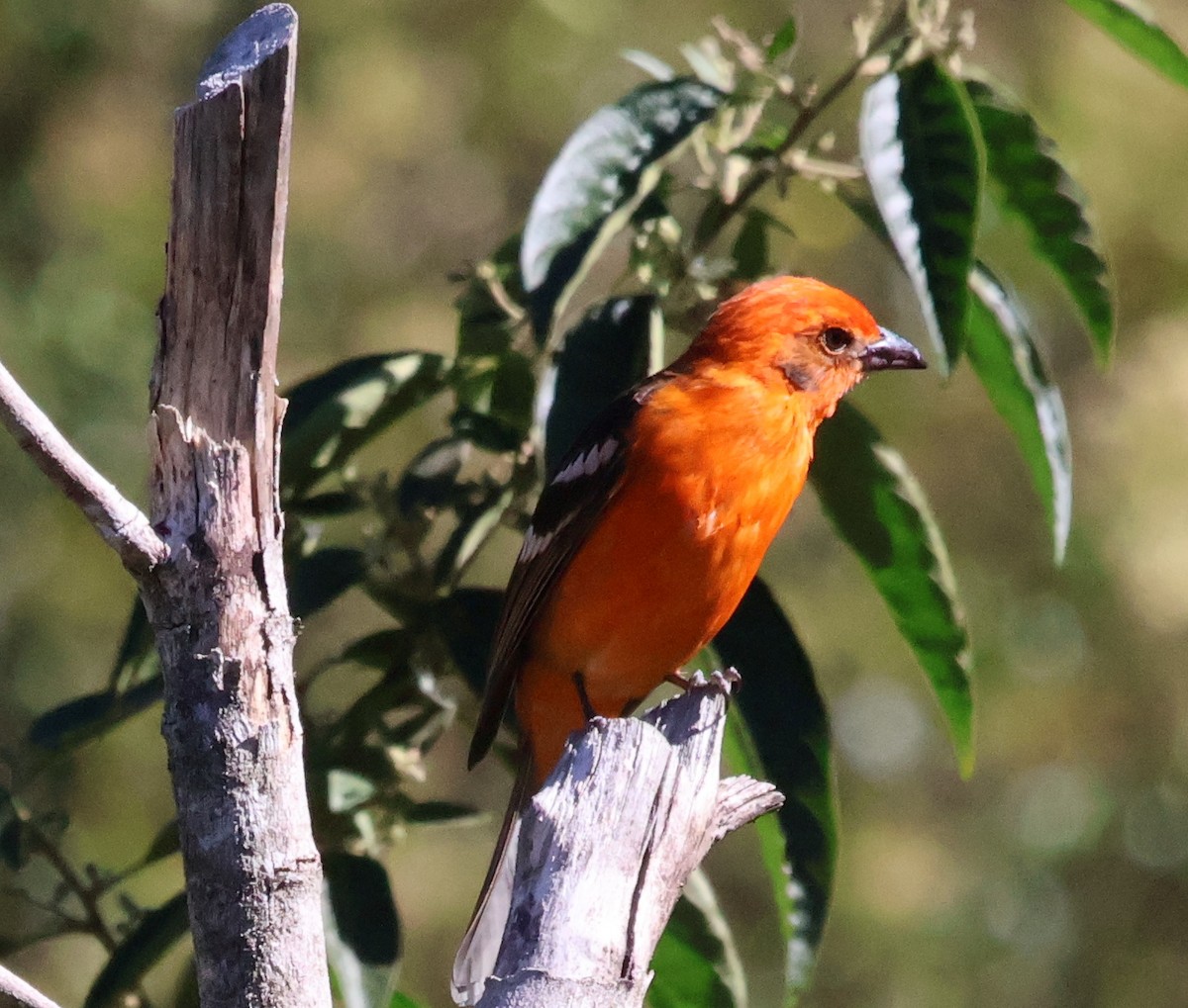 Flame-colored Tanager - ML615389071