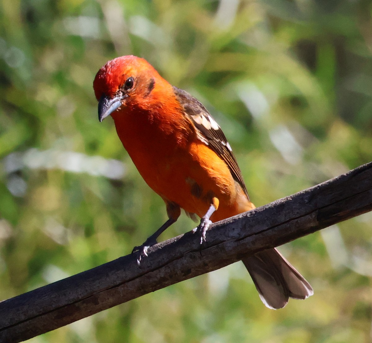 Flame-colored Tanager - ML615389083