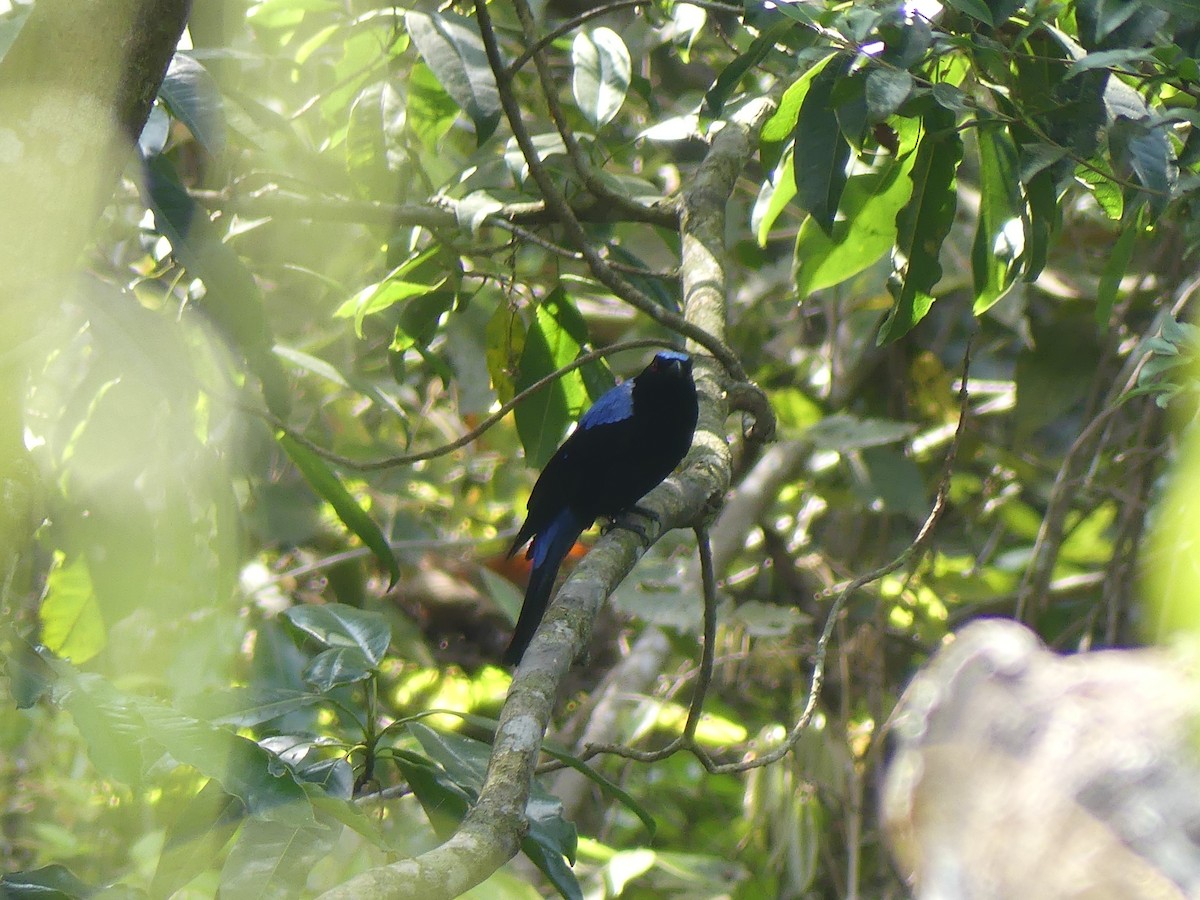 Asian Fairy-bluebird - ML615389099