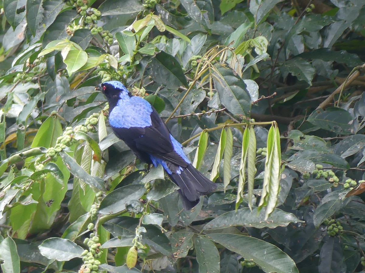 Asian Fairy-bluebird - Ann Kovich