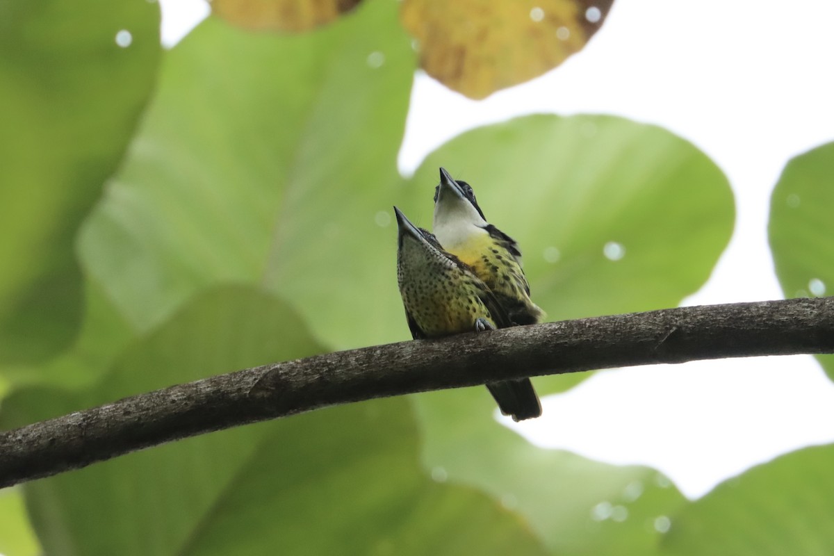 Five-colored Barbet - ML615389111