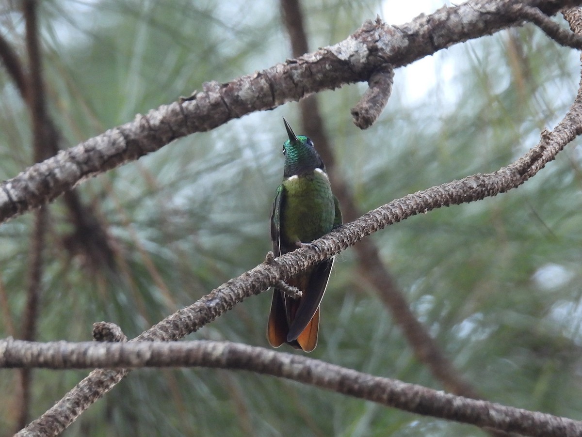 kolibřík krajkový - ML615389124