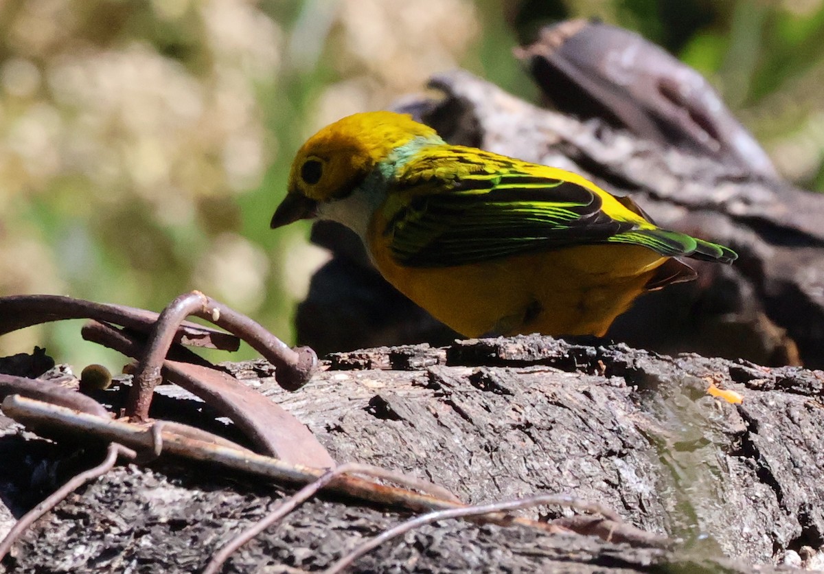 Silver-throated Tanager - ML615389173