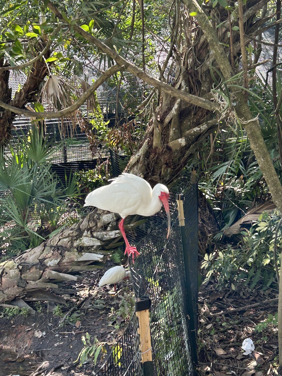 White Ibis - ML615389181